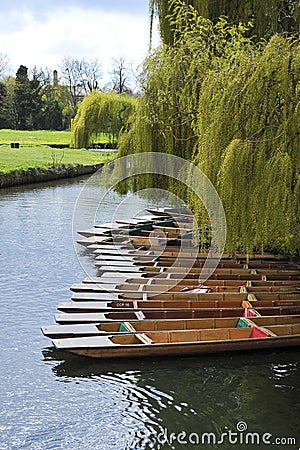 Punts and willow Stock Photo