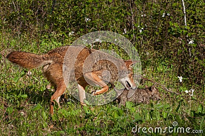 Pup and Adult Coyote (Canis latrans) on the Prowl Stock Photo