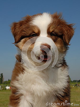 Pup aussie Stock Photo