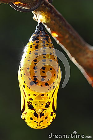 Pupa Stock Photo