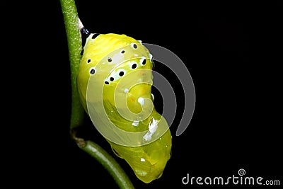 Pupa Stock Photo