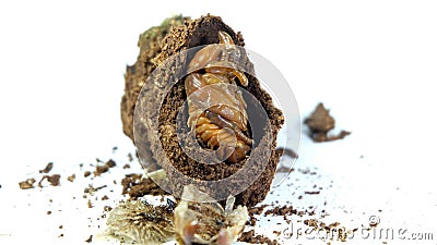 Entomophagy concept,Beetle life cycle on white background Stock Photo