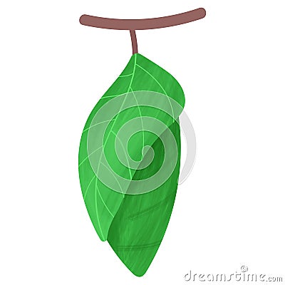 Pupa, life cycle of a butterfly. Vector Illustration