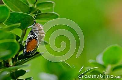 Pupa plain tiger butterfly Stock Photo