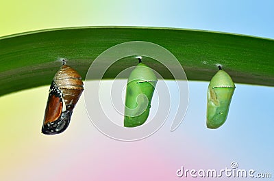 Pupa of Plain Tiger Butterfly Stock Photo