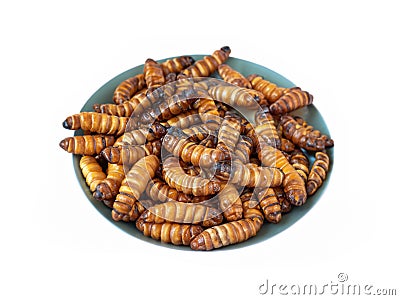 pupa on white background, fry silk worms - fried pupa for food beetle worm Stock Photo