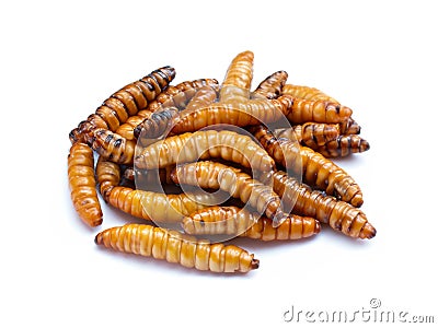 pupa on white background, fry silk worms - fried pupa for food beetle worm Stock Photo