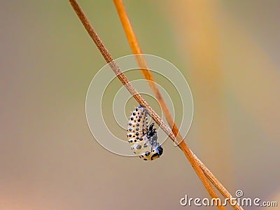 Pupa of white butterfly with blur background in nature Stock Photo