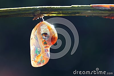 Pupa Stock Photo