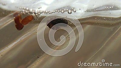 A pupae of the tiger mosquito in the water Stock Photo