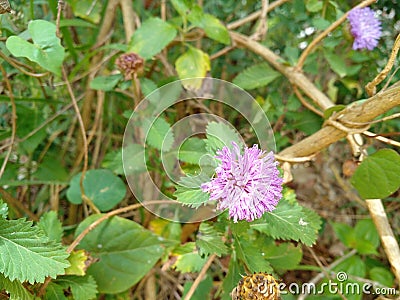 Pupal colour beauty flowers Stock Photo