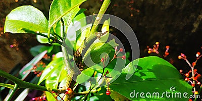 pupal stage lime leaf caterpillar Stock Photo