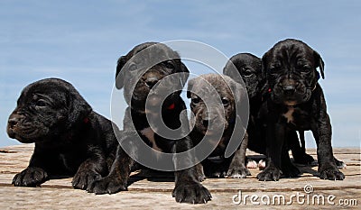 Pupies cane corso Stock Photo