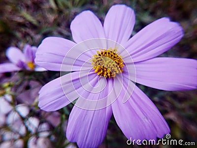 Puple flowers Stock Photo