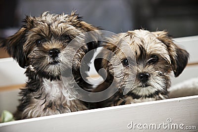 Puppies Stock Photo