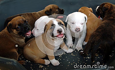 Puppies Stock Photo