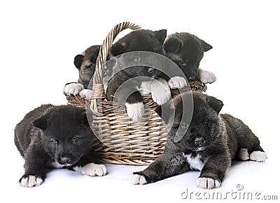 Puppies american akita Stock Photo