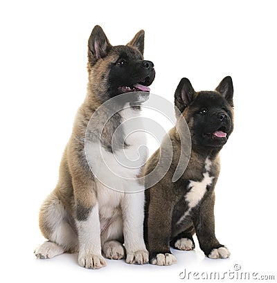 Puppies american akita Stock Photo