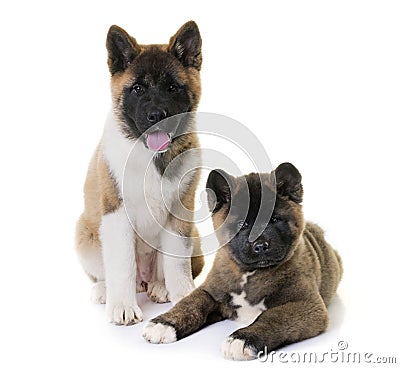 Puppies american akita Stock Photo