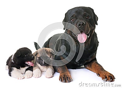 Puppies american akita and rottweiler Stock Photo