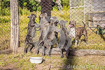 Puppies of American Staffordshire Terrier, sitting in the aviary, want to eat Stock Photo