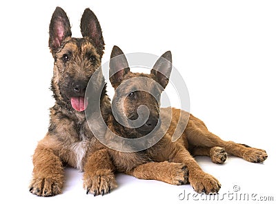 Puppies belgian shepherd laekenois Stock Photo