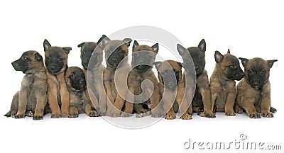 Puppies belgian shepherd malinois Stock Photo