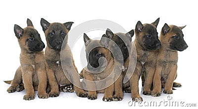 Puppies belgian shepherd malinois Stock Photo