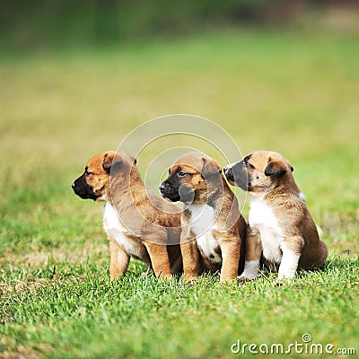 Puppies belgian shepherd malinois Stock Photo