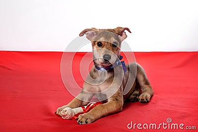 Puppies bite a bone. Stock Photo