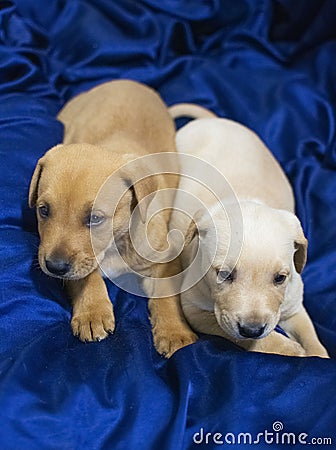 Puppies on blue blanket Stock Photo