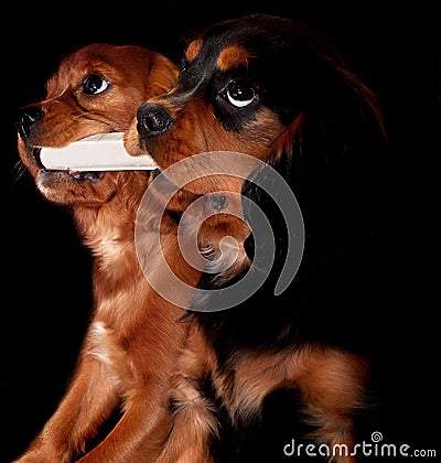 Puppies with a bone Stock Photo