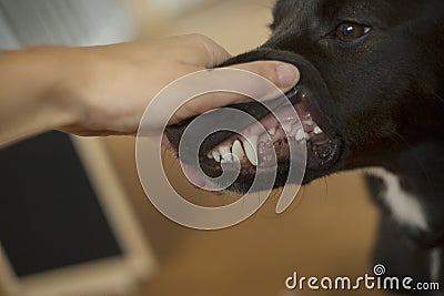 Canine teeth Stock Photo