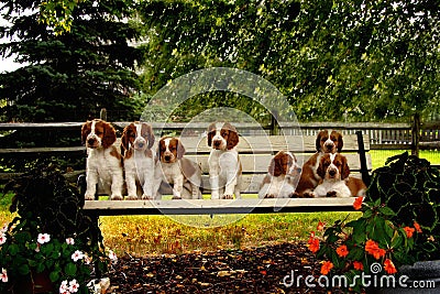 Puppies day out Stock Photo