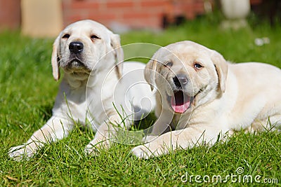 Puppies in the garden Stock Photo