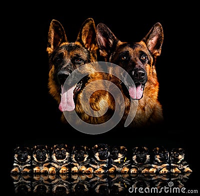 puppies of a German shepherd Stock Photo