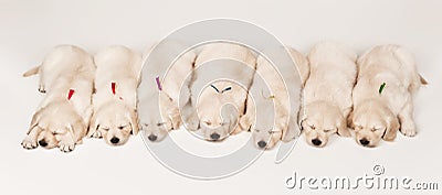 Puppies golden retriever Stock Photo