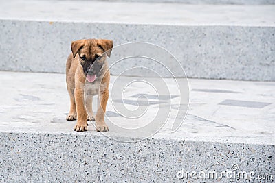 Puppies The homeless dog has no owner in Wat Thang sai temple at Stock Photo