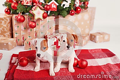 Puppies jack russell terrier in new year`s interior Stock Photo