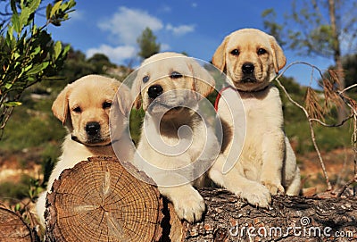 Puppies labrador retriever Stock Photo