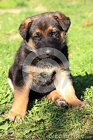 Puppies, mongrel pets Stock Photo