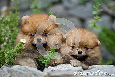 Puppies in nature Stock Photo