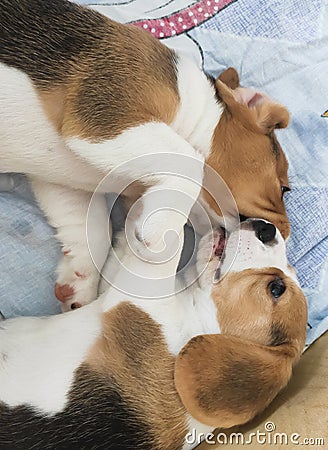 puppies play and bite each other, pets Stock Photo