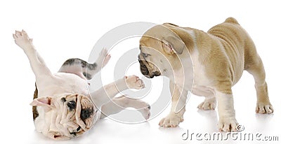 Puppies playing Stock Photo
