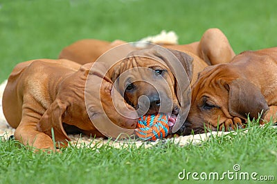 Puppies playing Stock Photo