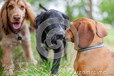 Puppies playing together in doggy day dare Stock Photo