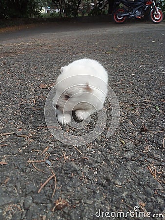 Puppies Stock Photo