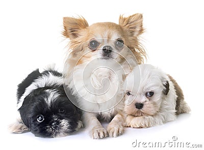 Puppies shih tzu and chihuahua Stock Photo