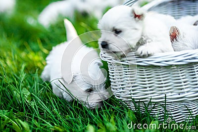 Puppies West Highland White Terrier in a basket with beautiful lights at background Stock Photo