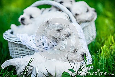 Seven Puppies West Highland White Terrier in a basket with beautiful lights at background Stock Photo